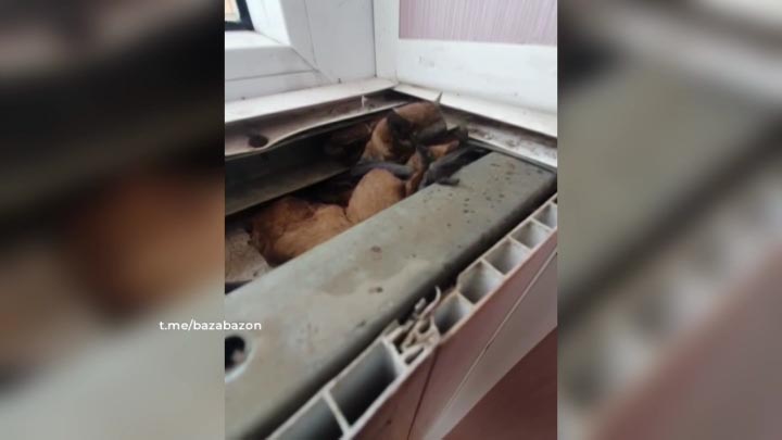 Около 300 летучих мышей переселят из ростовской квартиры в Краснодарский край