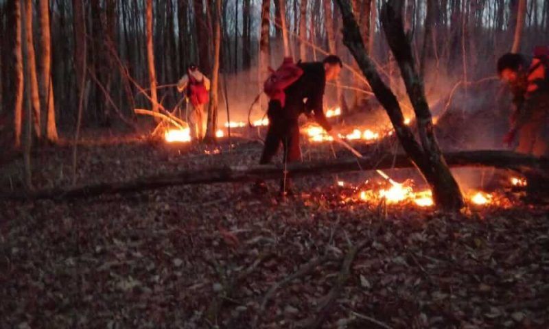Лесной пожар в Туапсинском районе локализовали на площади 6 га