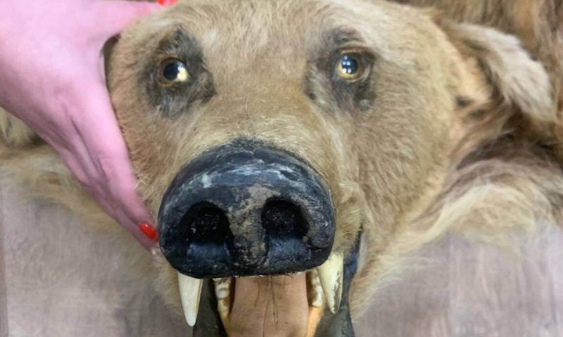Мужчина украл медвежью шкуру и банки с краской из беседки в чужом дворе в Туапсе