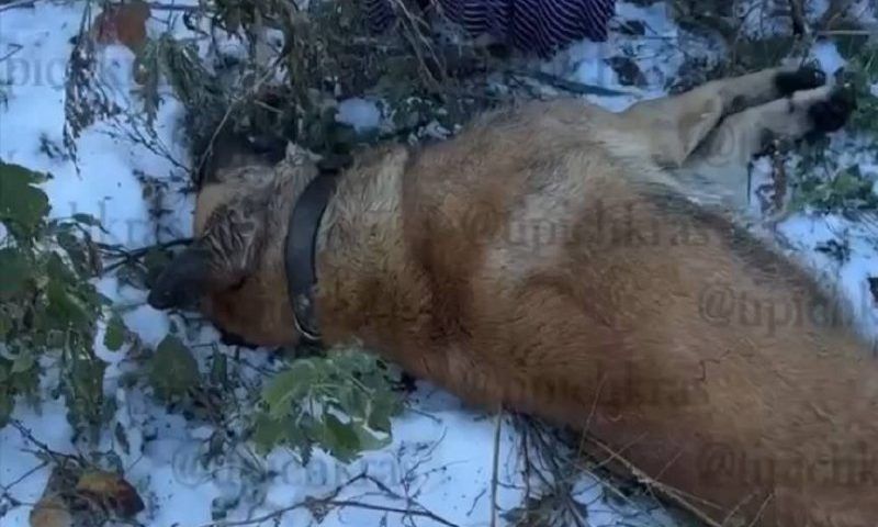 Мужчина отравил собаку, охранявшую церковный участок в Краснодаре