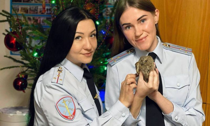 Полицейские спасли прятавшуюся под служебным автомобилем сову в Сочи