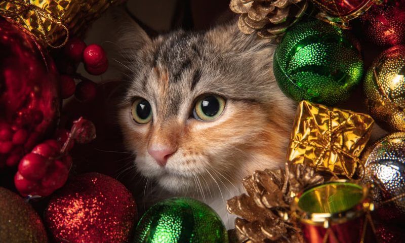 Мяу Мороз: как безопасно поздравить кота с Новым годом