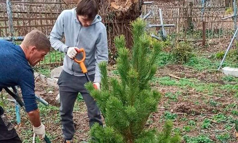 Более 300 сосновых деревьев высадили на Всесвятском кладбище в Краснодаре