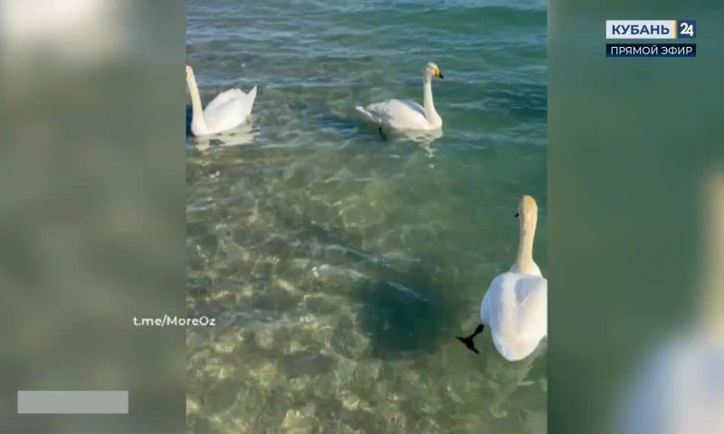 Белых лебедей заметили на городском пляже в Новороссийске