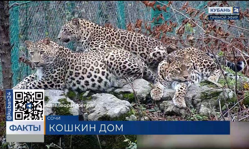 Котята из Центра восстановления леопарда в Сочи научились добывать себе пищу