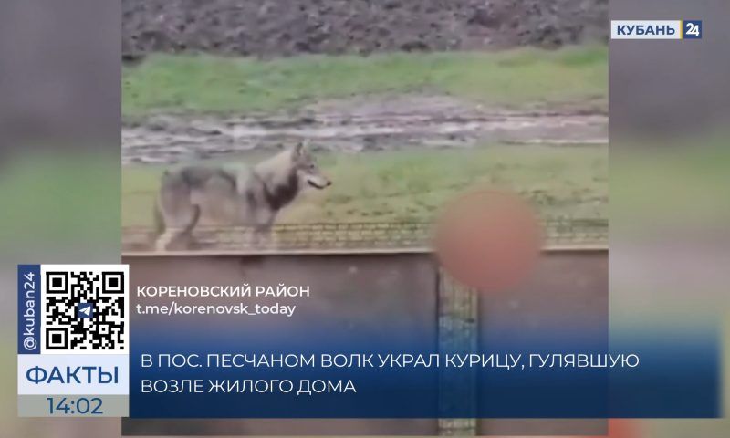 В поселке Песчаном волк похитил курицу возле жилого дома