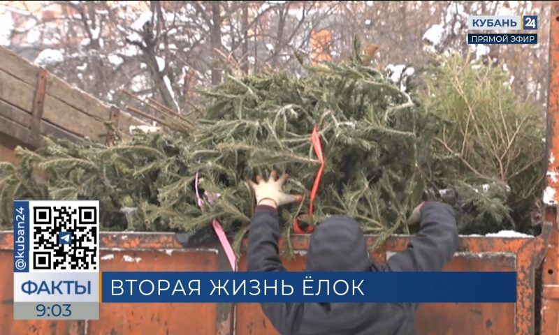 Опрос: 45% жителей Краснодара утилизируют новогоднюю елку экологичным способом