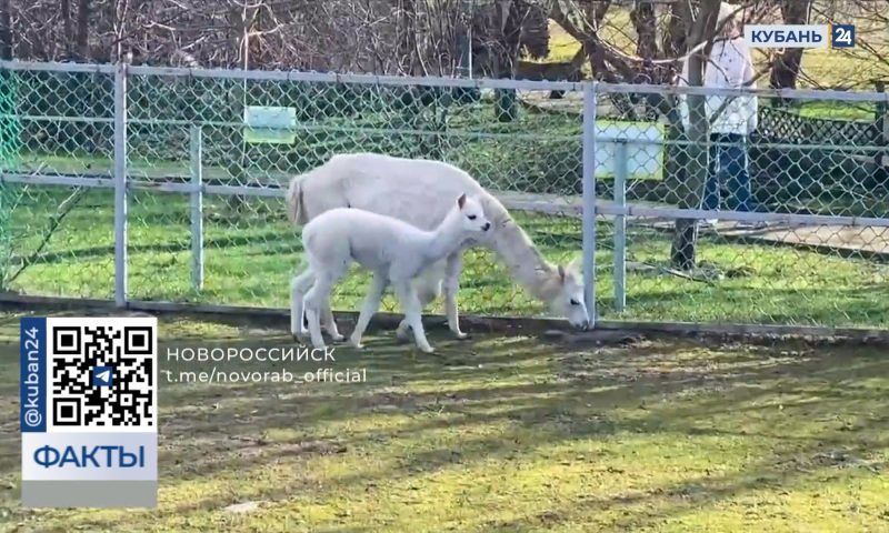 В зоопарке под Новороссийском случилось пополнение в семействе альпака