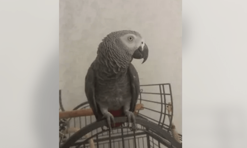 Декламирующего стихи попугая-патриота продают в Краснодарском крае