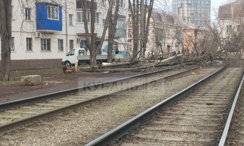 Движение трамваев в центре Краснодара остановилось из-за падения дерева