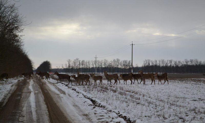 Десятки оленей вышли к людям из леса в Краснодарском крае