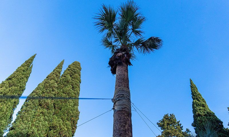 На центральной улице Сочи высадят 80 пальм высотой пять метров