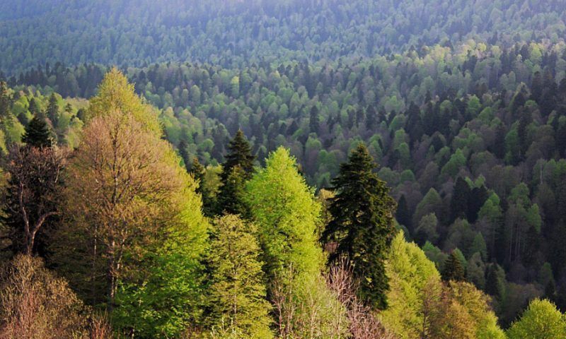 Более 2,2 гектаров леса восстановили по нацпроекту «Экология» на Кубани