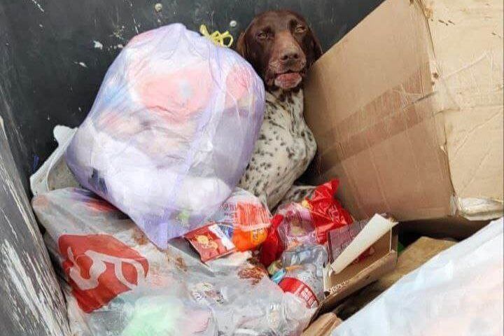 Изувеченную охотничью собаку нашли в мусорном баке в Крымске