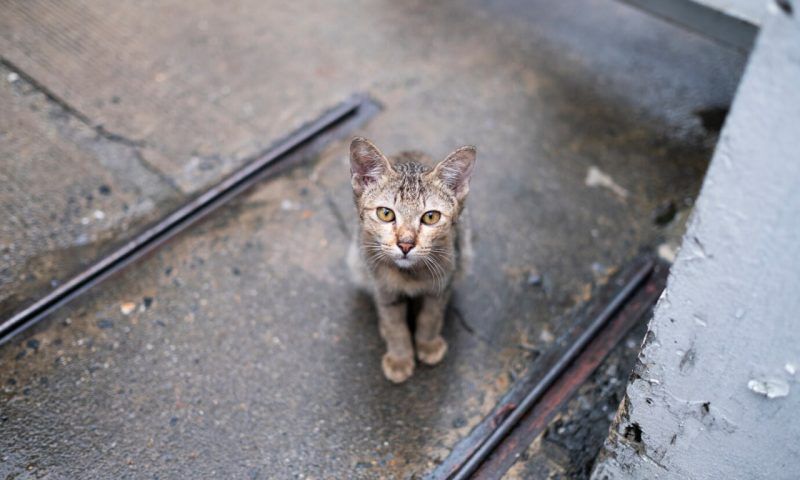 Полиция Краснодара проверит информацию об отравлении 10 кошек возле многоэтажки