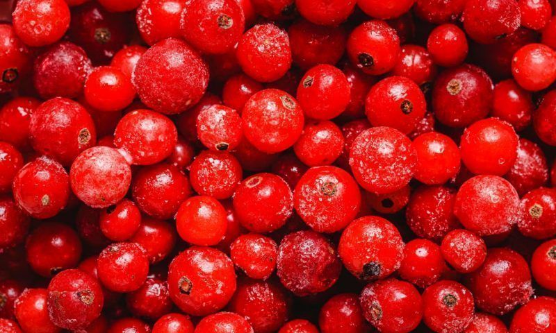 Эндокринолог Павлова рассказала, какая ягода действительно продлевает жизнь