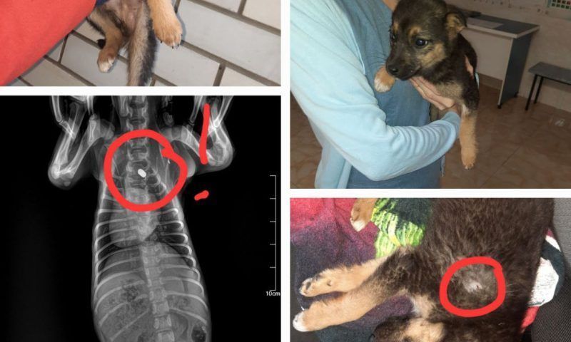 Живодеры выстрелили в щенка и ударили его электрошокером в Новороссийске