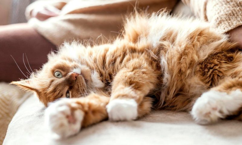 Сами по себе: топ-10 самых красивых пород кошек