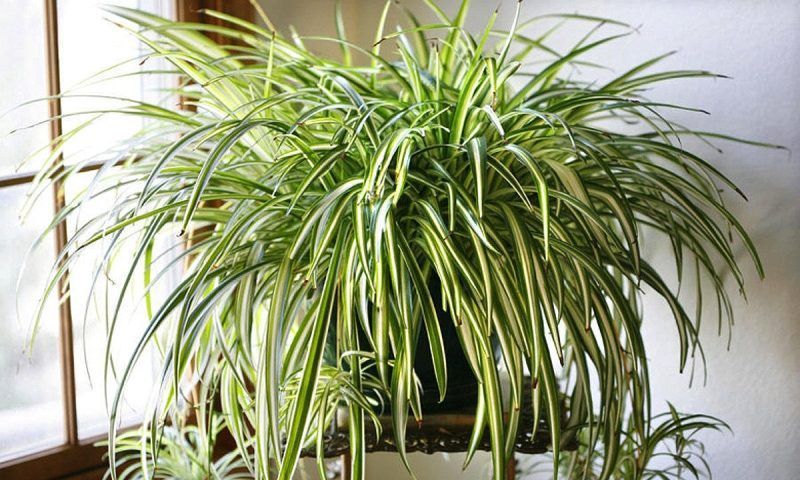 Топ-5 растений для очистки воздуха в квартире