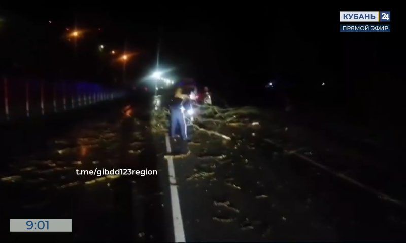 Ураганный ветер повалил несколько деревьев на дорогу Курганинск — Кошехабль