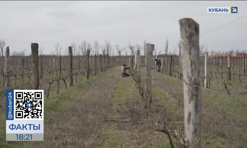 К плановой обрезке виноградной лозы приступили на Кубани