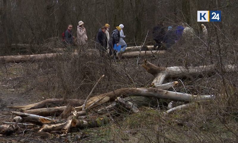 В Краснодаре жители Гидростроя обеспокоились из-за вырубки деревьев в лесопарке