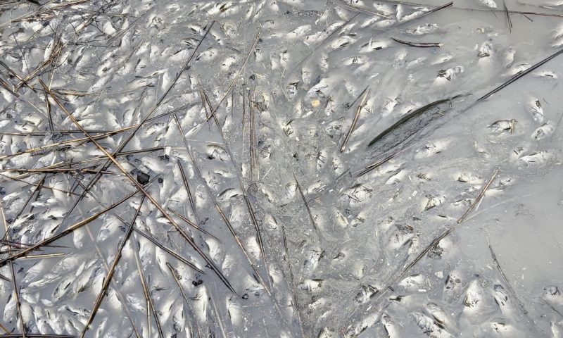 В Россельхознадзоре прокомментировали массовую гибель рыбы в Карасунах
