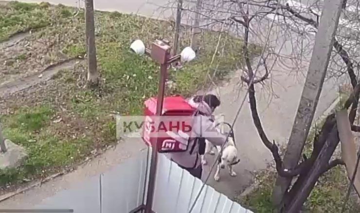 Незрячая девушка-курьер избила собаку-поводыря в Краснодаре