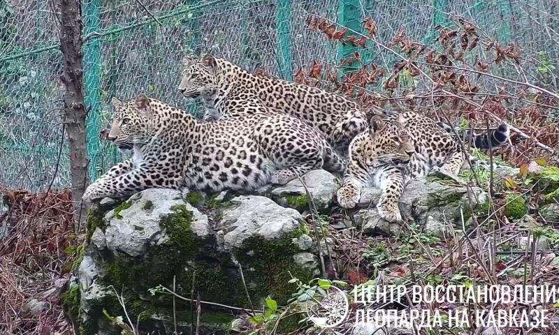 Молодых леопардов Рицу и Терека из Сочи выпустят на волю летом