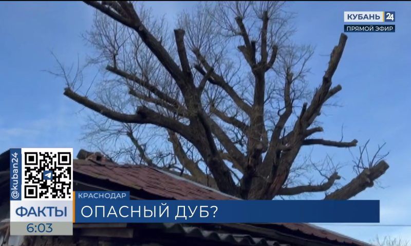 Жители Краснодара попросили спилить старый дуб, по которому пошли трещины