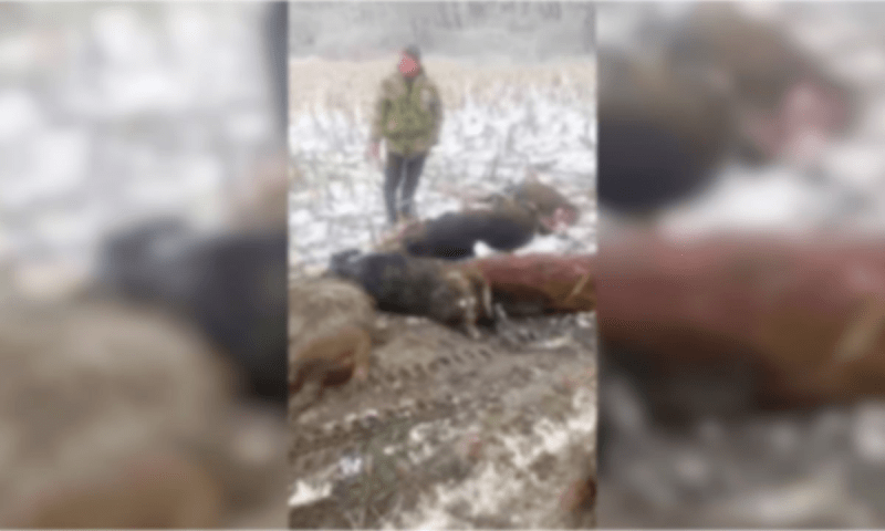 Застреленные в Лабинском районе дикие свиньи могли родить 18 поросят