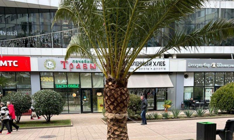 В Центральном районе Сочи высадили 20 крупных пальм