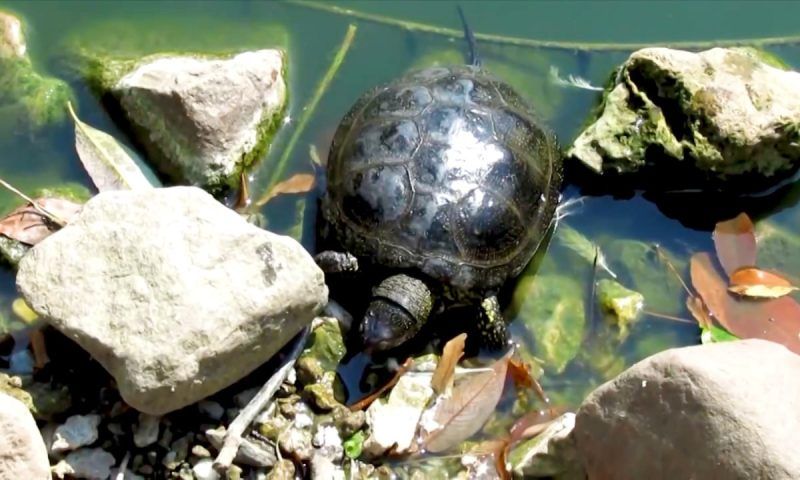 Жители Сочи рассказали о массовой гибели черепах в водоеме на улице Искры