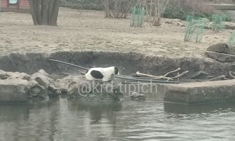 Собака застряла на Гусином острове в пруду Городского сада в Краснодаре