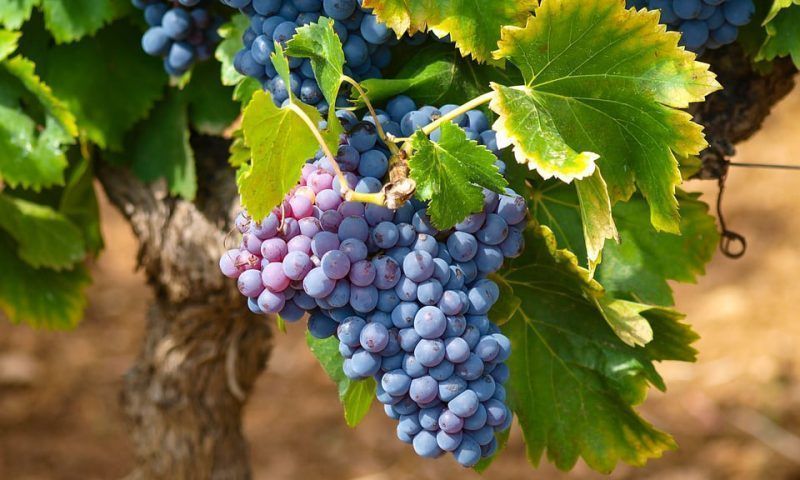 Новороссийское вино вошло в тройку лучших органических вин