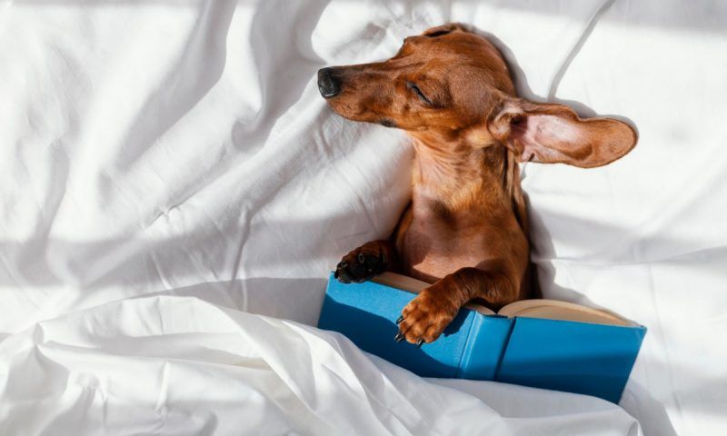 10 советов, как правильно спать, чтобы быть бодрым и отдохнувшим