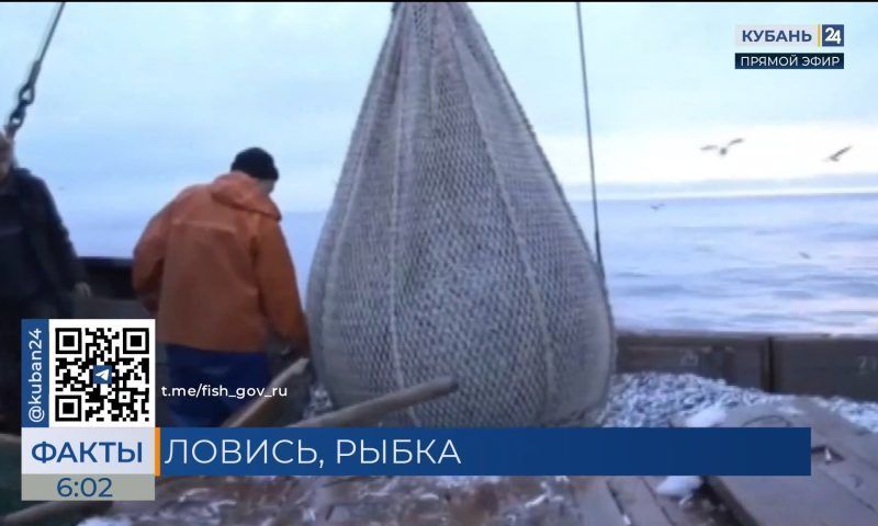 Росрыболовство: вылов рыбы в Азово-Черноморском бассейне увеличился на 29%