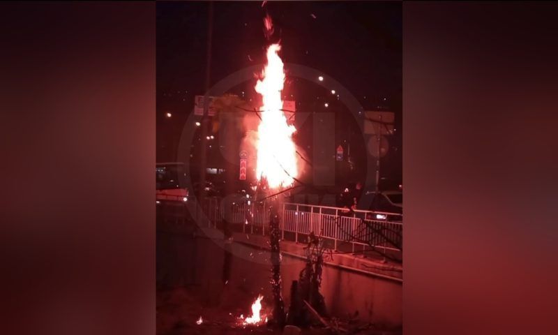 Подростки ради забавы сожгли пальму в Сочи
