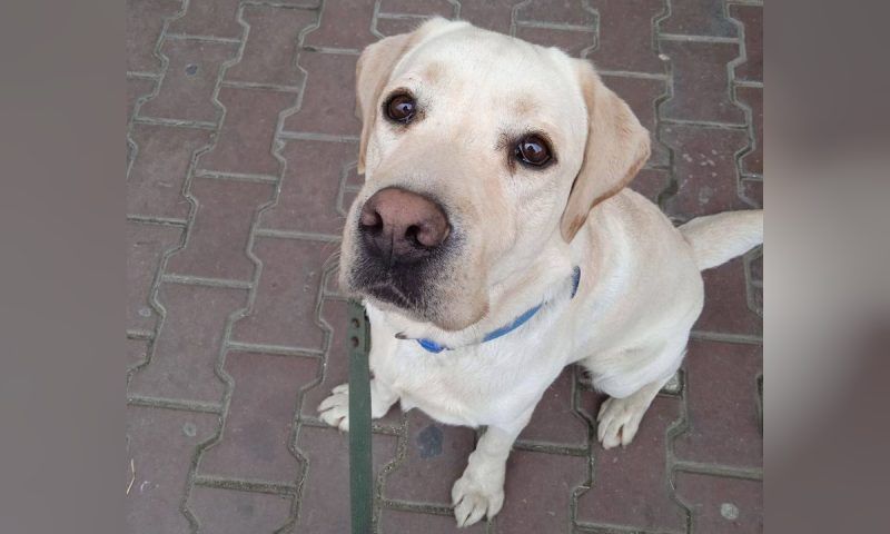Волонтеры забрали собаку-поводыря у агрессивной девушки-курьера в Краснодаре