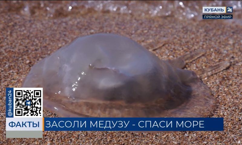 Биологи предложили ловить и консервировать медуз из Азовского моря