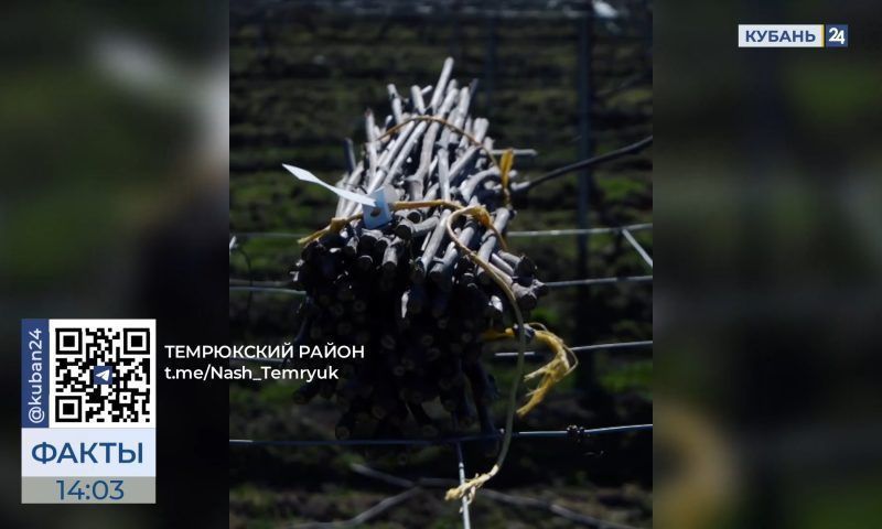 Заготовка подвоя и привоя для саженцев идет на виноградниках Темрюкского района