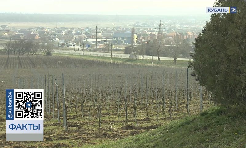 Виноделы в Темрюкском районе расширят производство по проекту реинвестирования