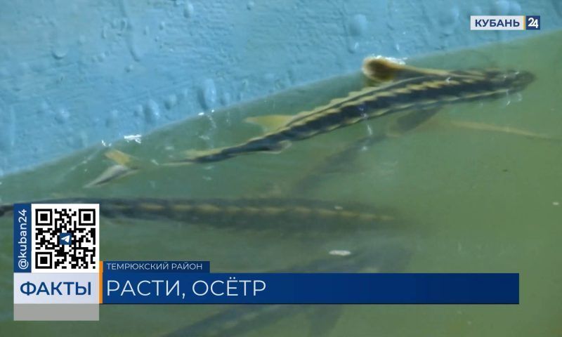 Подготовка к нересту: в реку Кубань выпустят почти 1,5 млн особей осетра