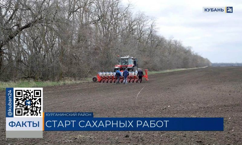 Кубань первой в России приступила к севу сахарной свеклы