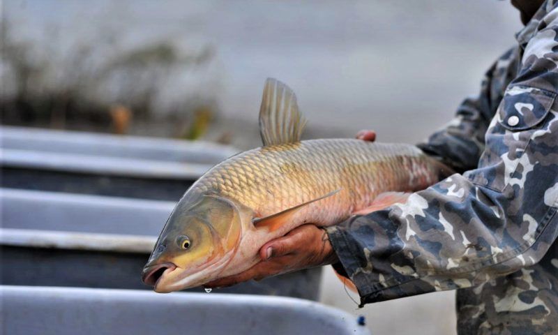 Кондратьев: за 5 лет на Кубани производство товарной рыбы выросло на 20%