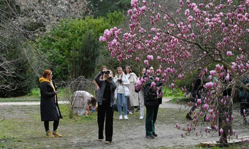 Сезон цветения магнолии наступил в парке «Южные культуры» в Сочи