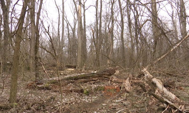 В Краснодарском лесопарке вырубили около 30% больных и высохших деревьев
