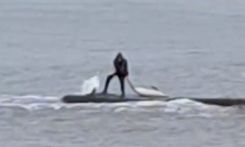 Мертвого дельфина пыталась спасти женщина на пирсе в Сочи  