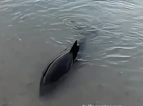 Дельфина-азовку в критическом состоянии спасли волонтеры у берегов Анапы