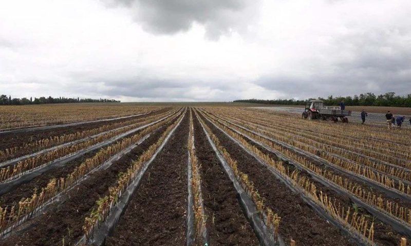 Кондратьев: в Краснодарском крае продолжают закладывать новые виноградники